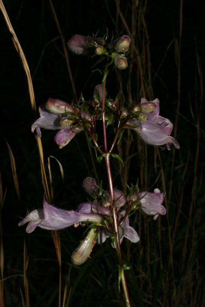 Penstemon 7