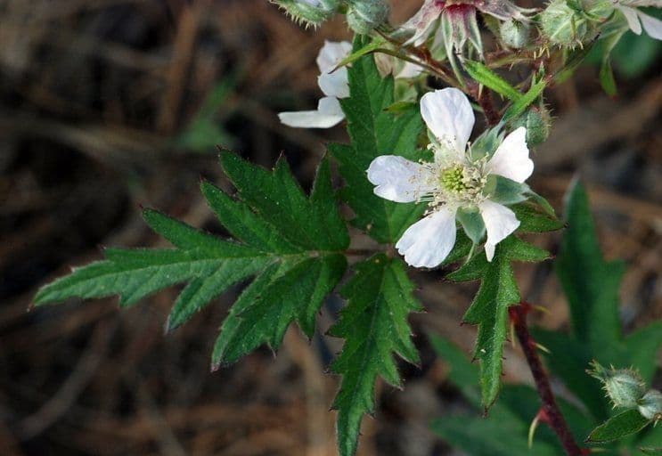 Schlitzblättrige Brombeere 9