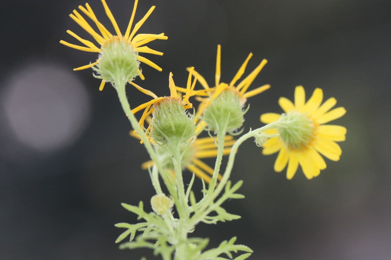 Jacobaea 2