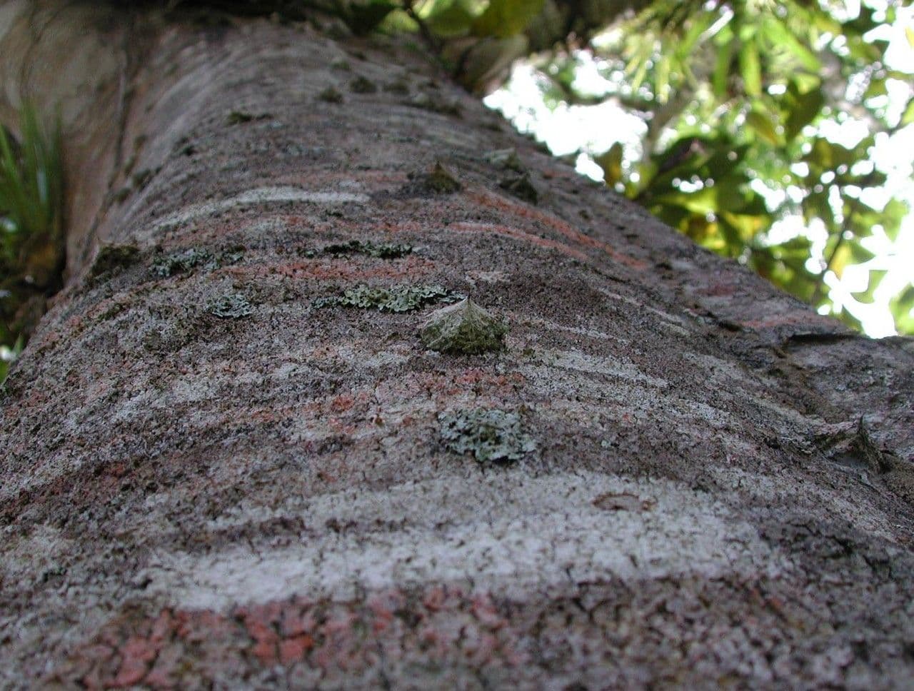 Zanthoxylum 14