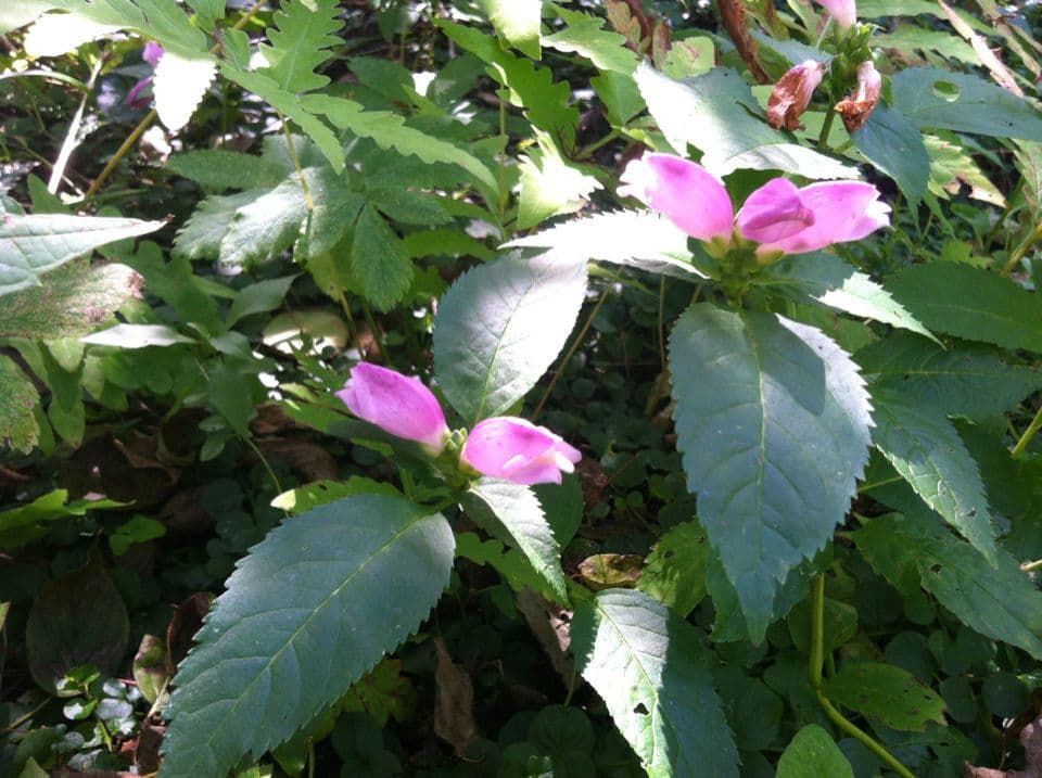 Chelone di Lyon 8