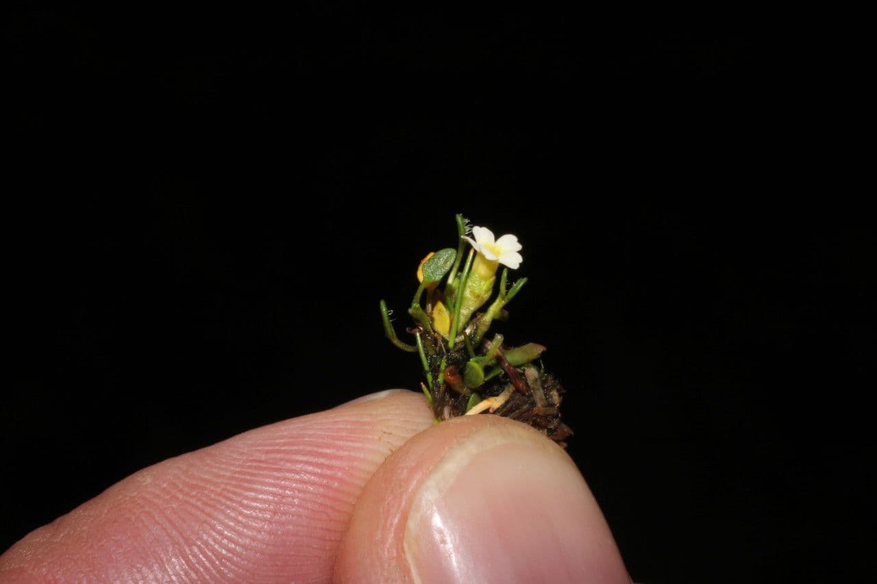 Ourisia 5
