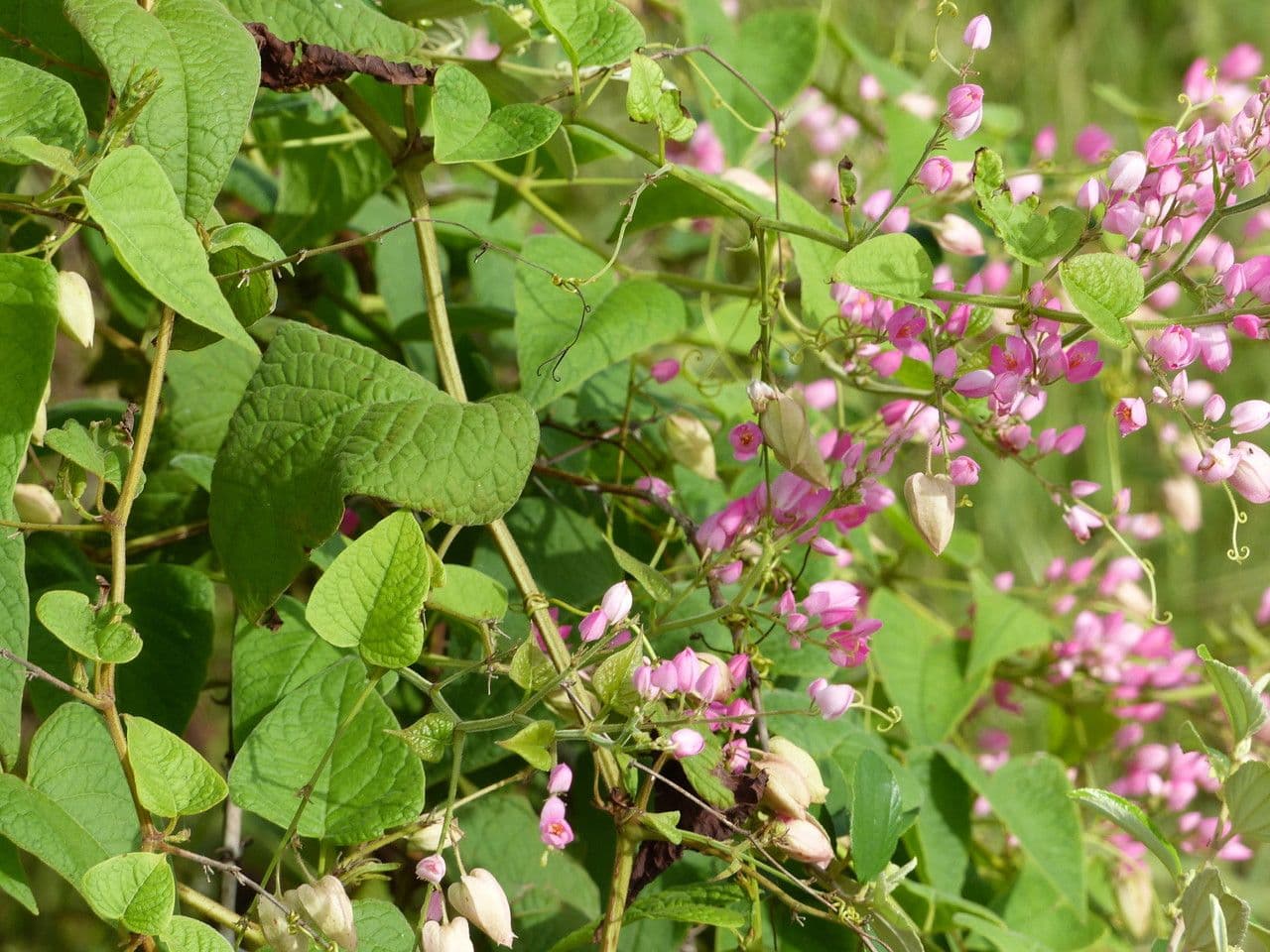 Antigonon leptopus 29
