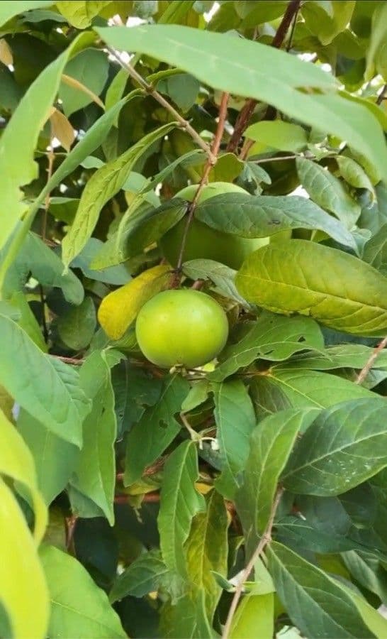 Eugenia 2