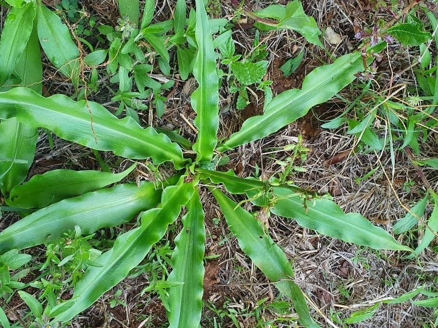 Chlorophytum gallabatense 13