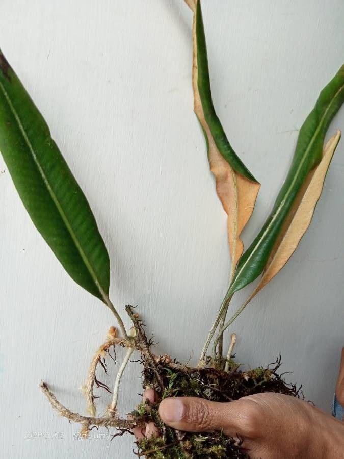 Elaphoglossum 5
