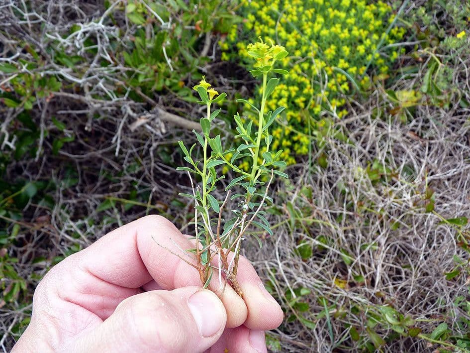 Euphorbia 28