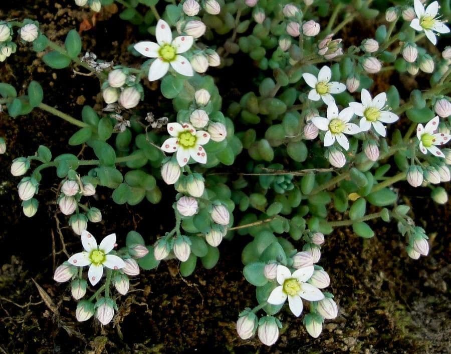 Borracina cinerea 10
