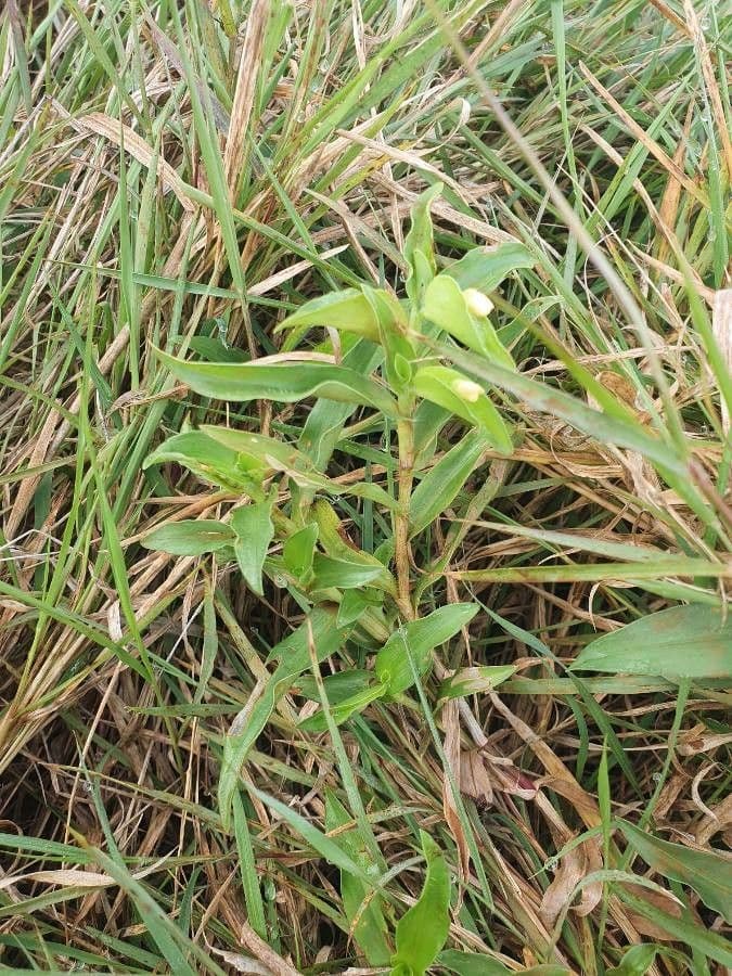 Commelina 10
