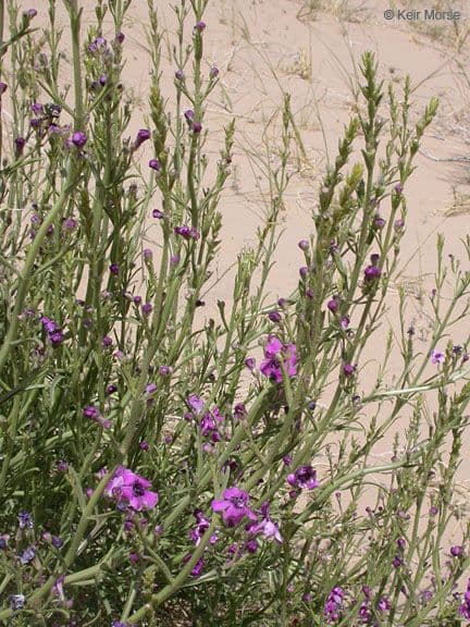 Penstemon 6