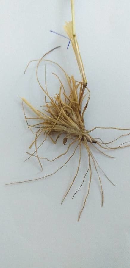 Aristida comune 29