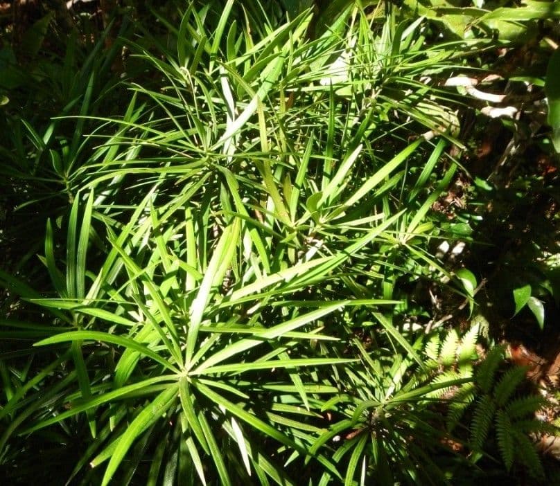 Podocarpus