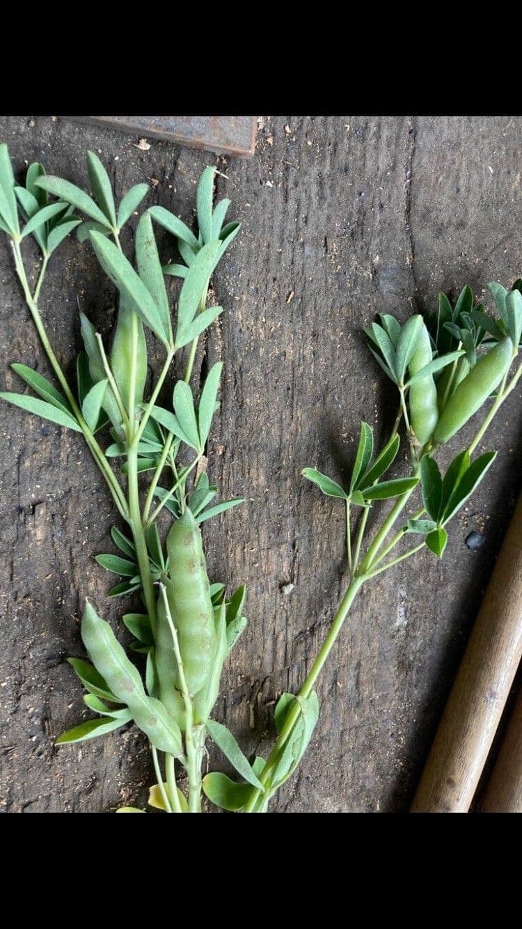 Weiße Lupine 2