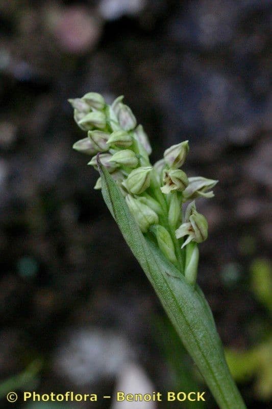 Orchidea maculata 22