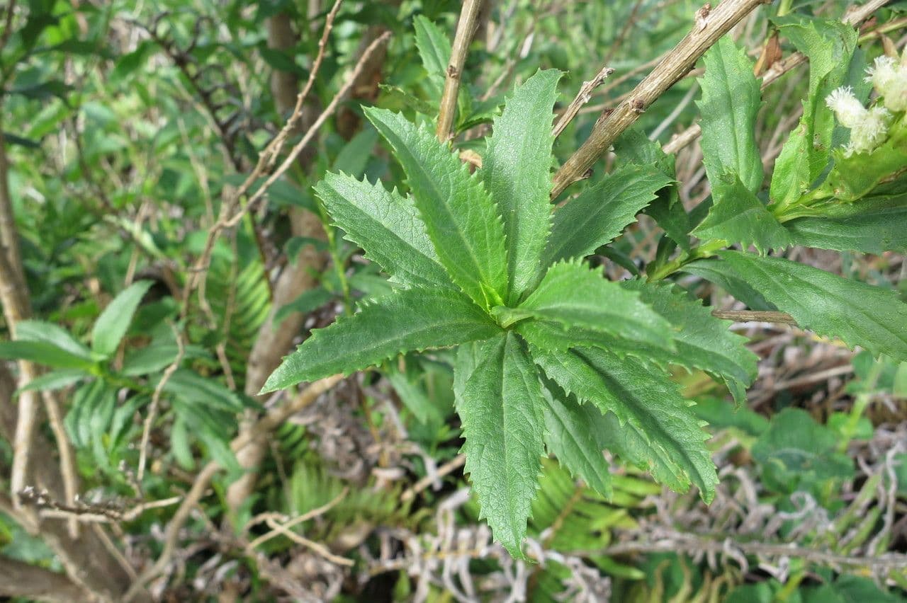Baccharis 2