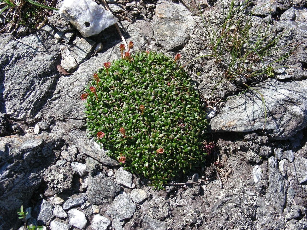 Diapensia lapponica 10