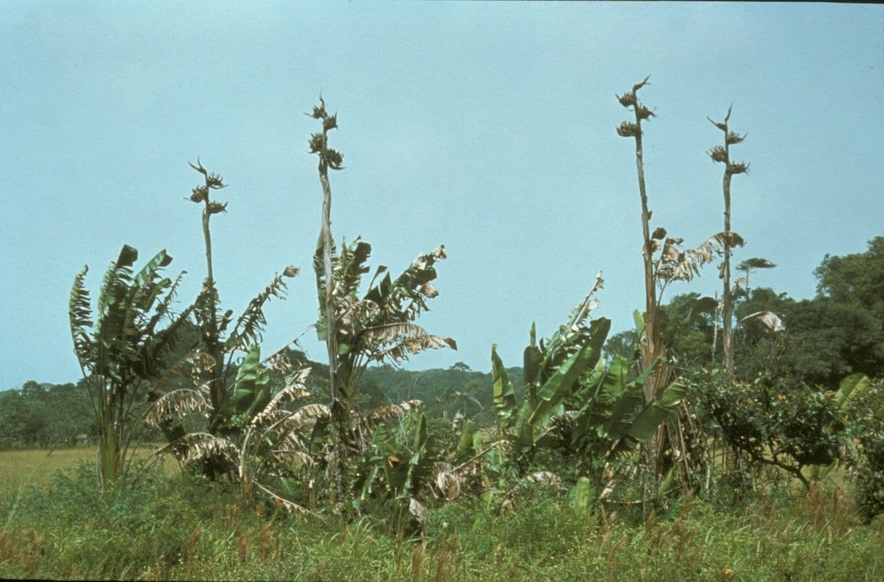 Phenakospermum 7
