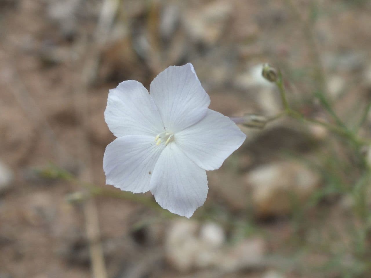Ipomopsis a fiore lungo