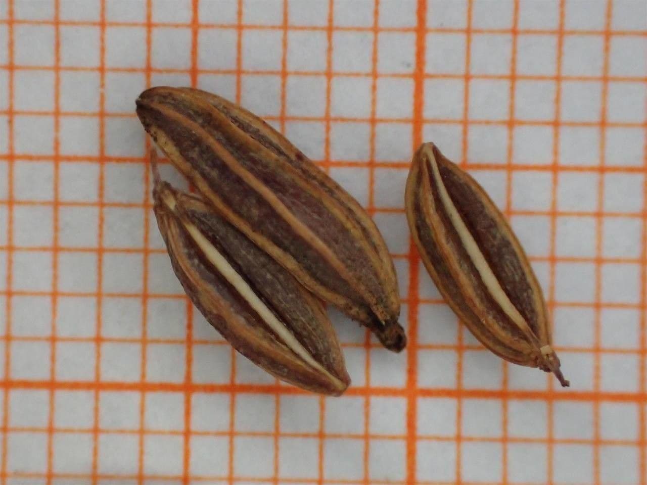 Finocchiella 22