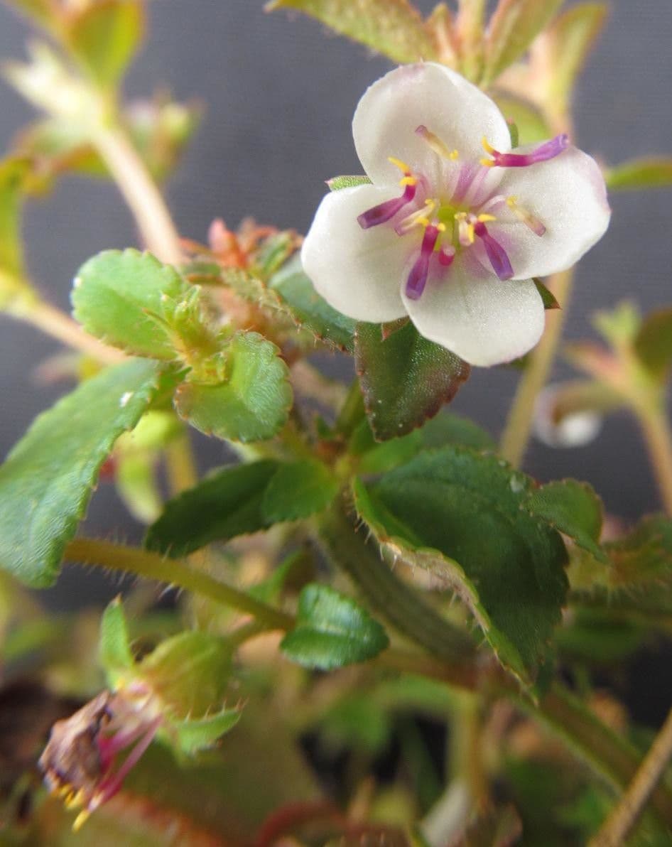 Acisanthera 3