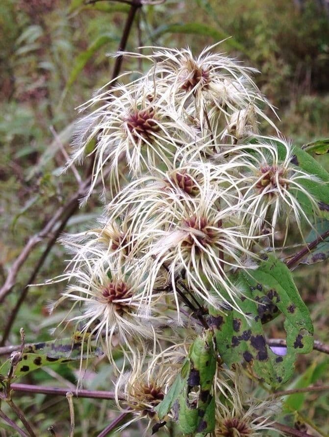Clematide virginiana
