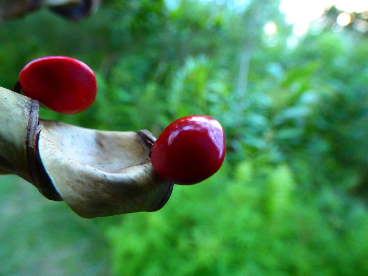 Korallenbaum 2