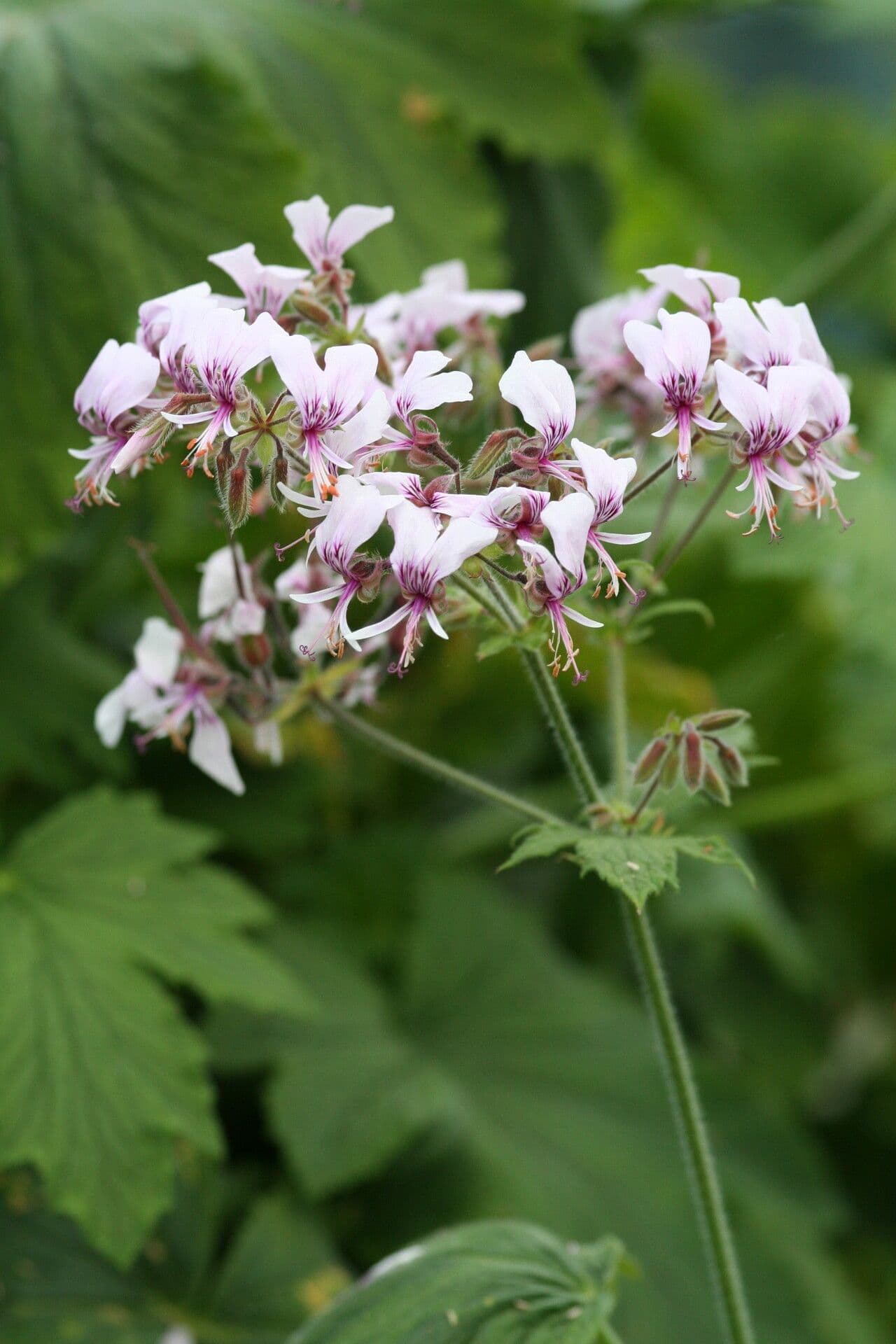 Geranium