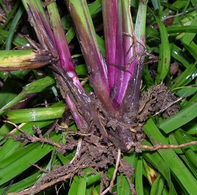 Paspalum plicatulum 20