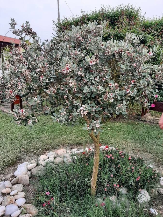 Feijoa 11