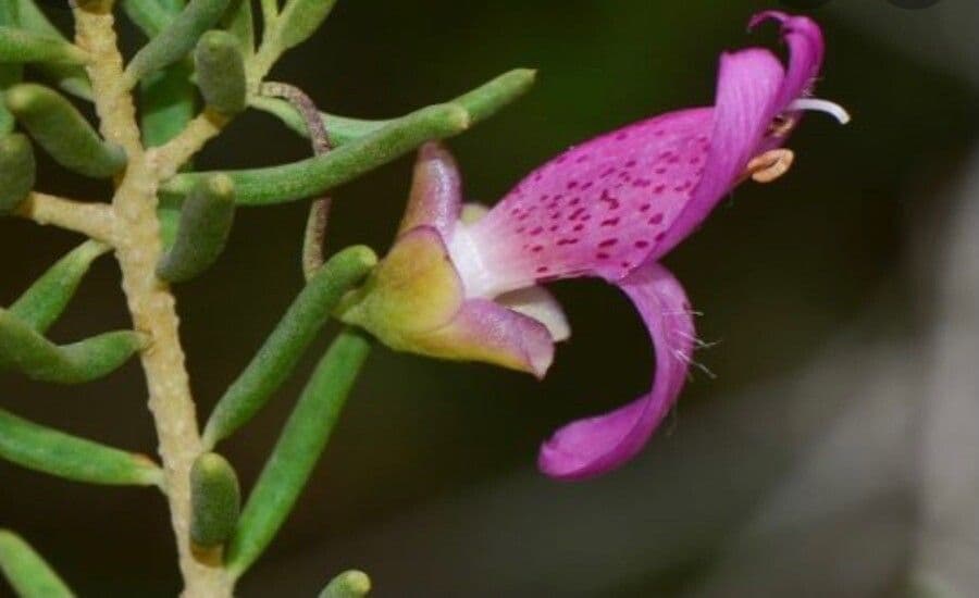 Dicerandra