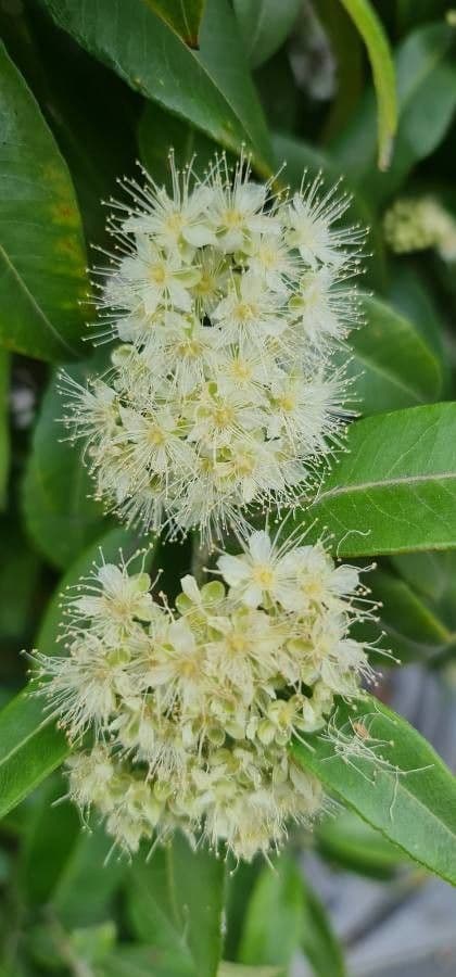 Syzygium 5