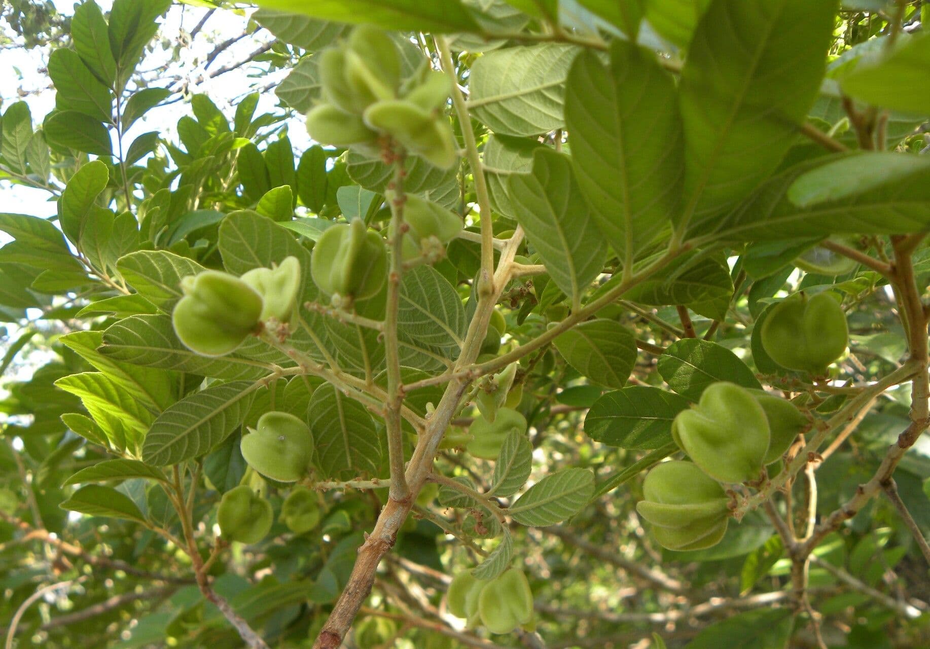 Cupania guatemalense 3