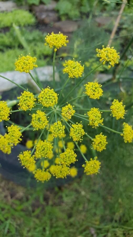 Dill 9