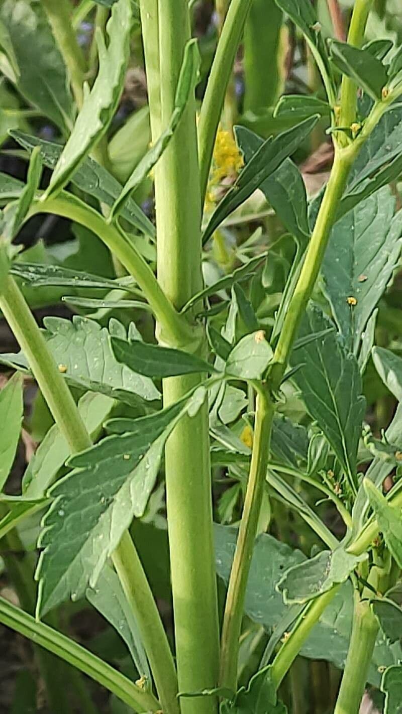 Patrinia 12