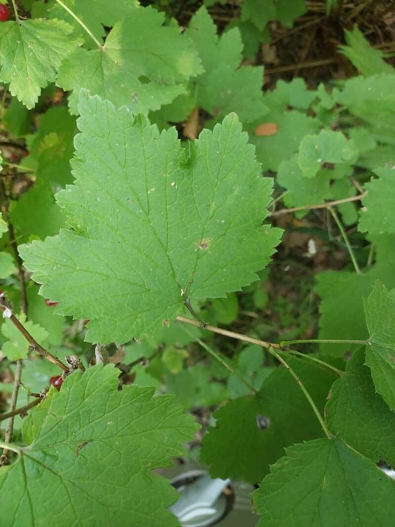 Ribes rosso 3