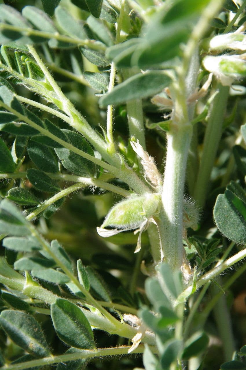 Astragalo 4