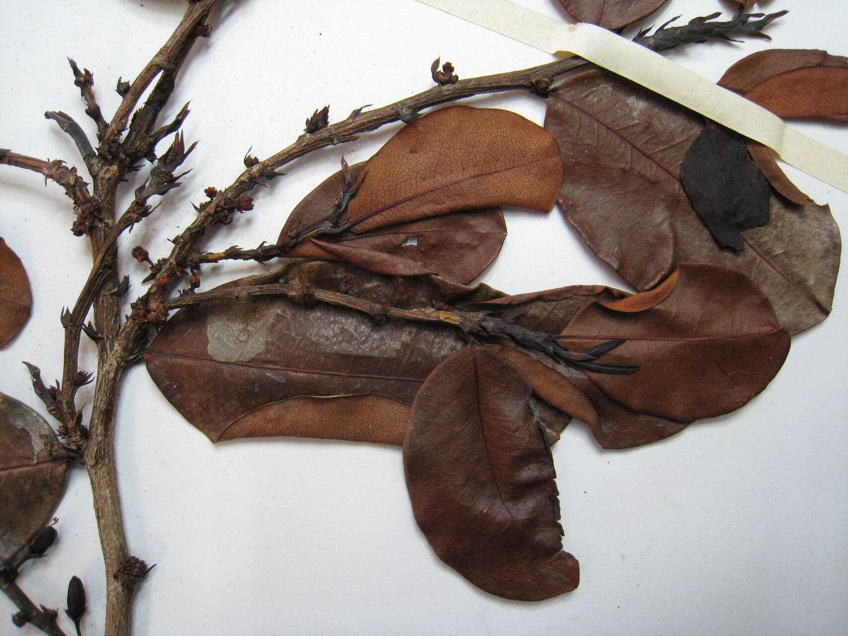 Erythroxylum suberosum