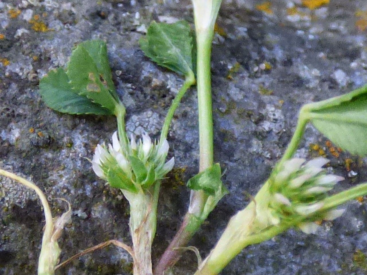 Teasel clover 7