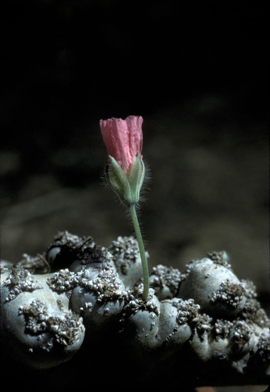 Sarcocaulon