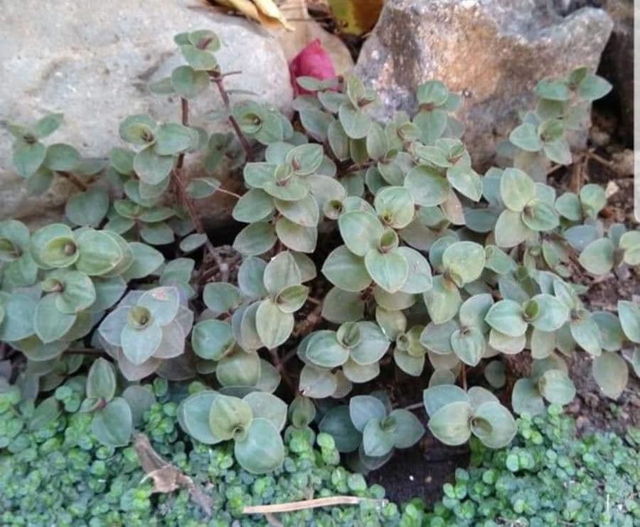 Callisia repens 13