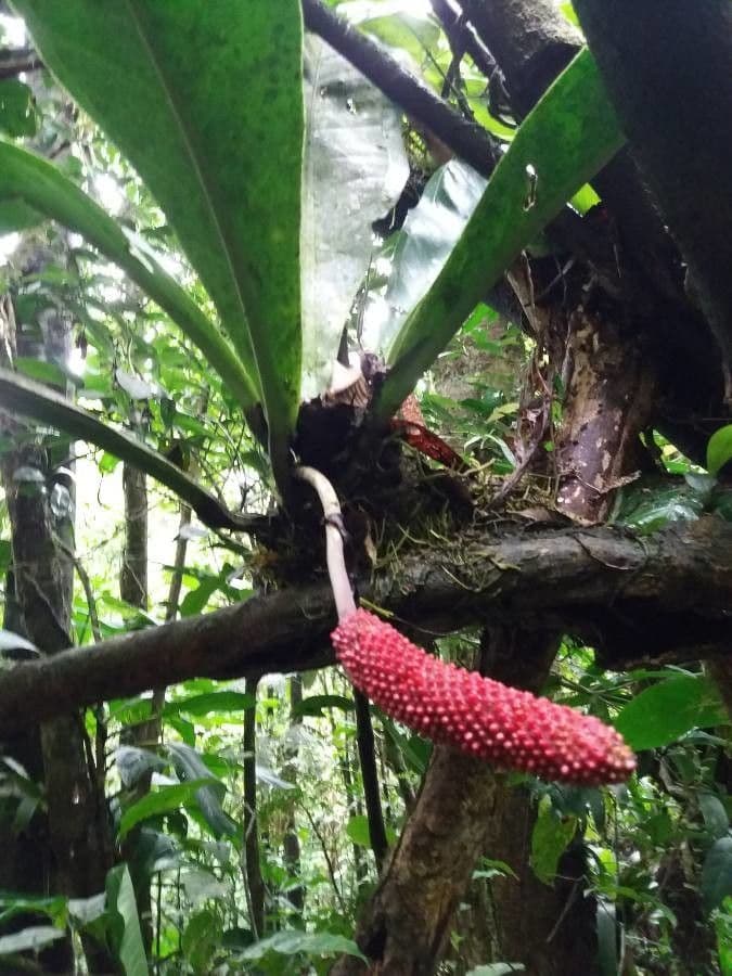 Anthurium 6