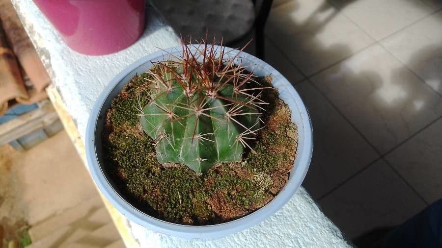 Melocactus 8