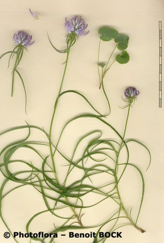 Campanula di Charmel 17