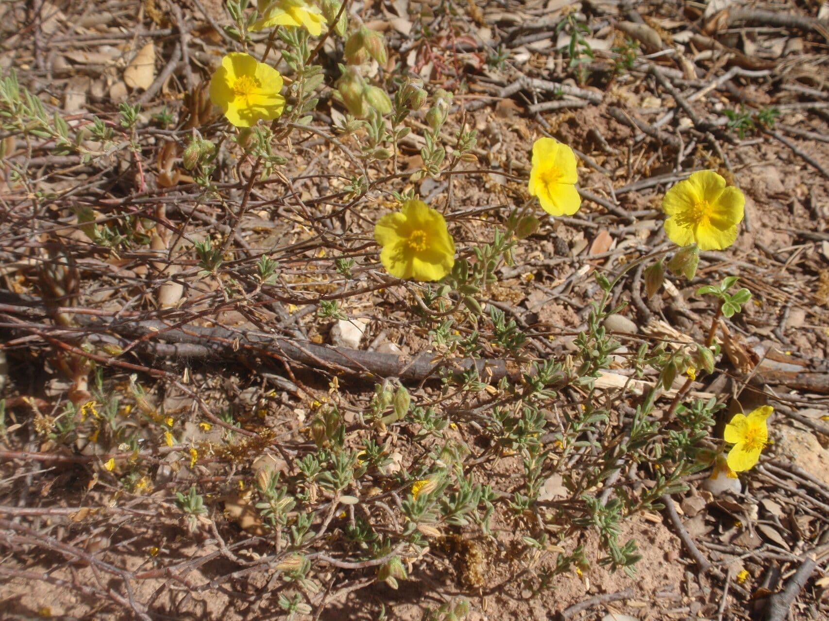 Helianthemum croceum 2