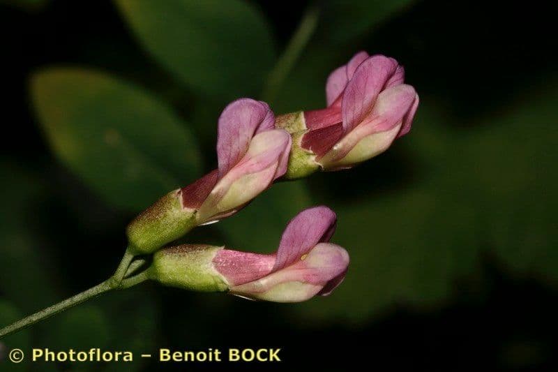 Veccia dei boschi 6