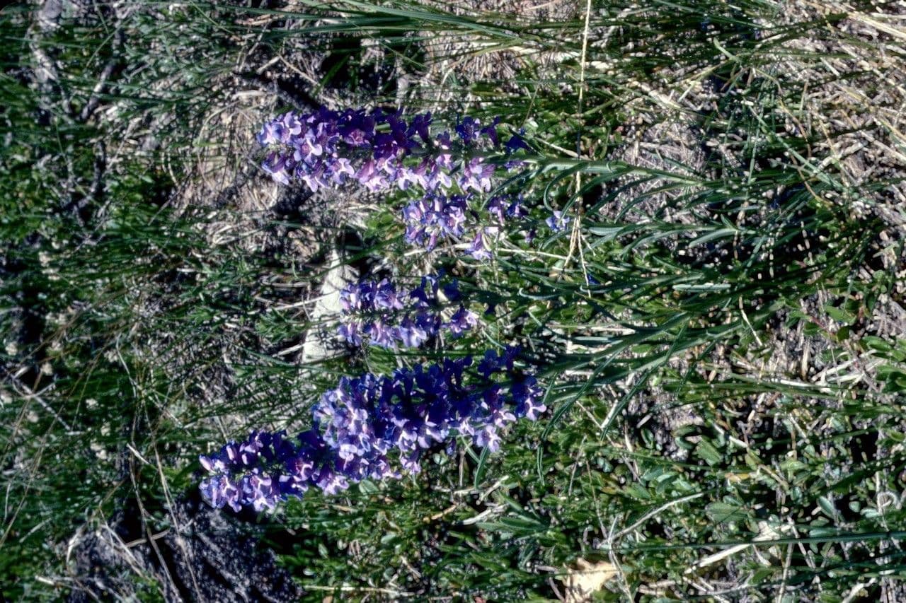 Schmalblättrige Bartblume 5