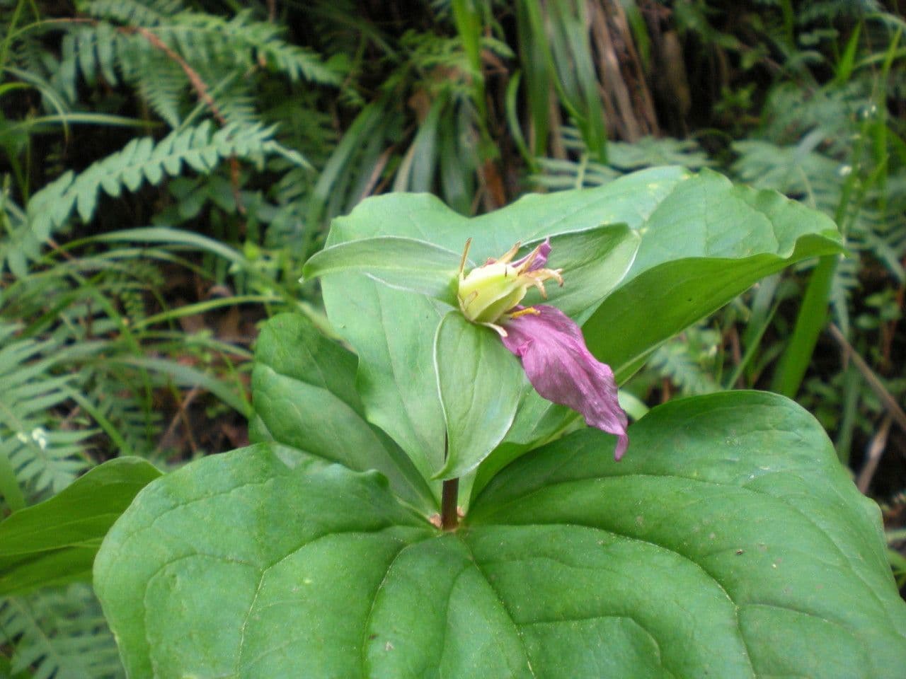 Trillium ovato 12