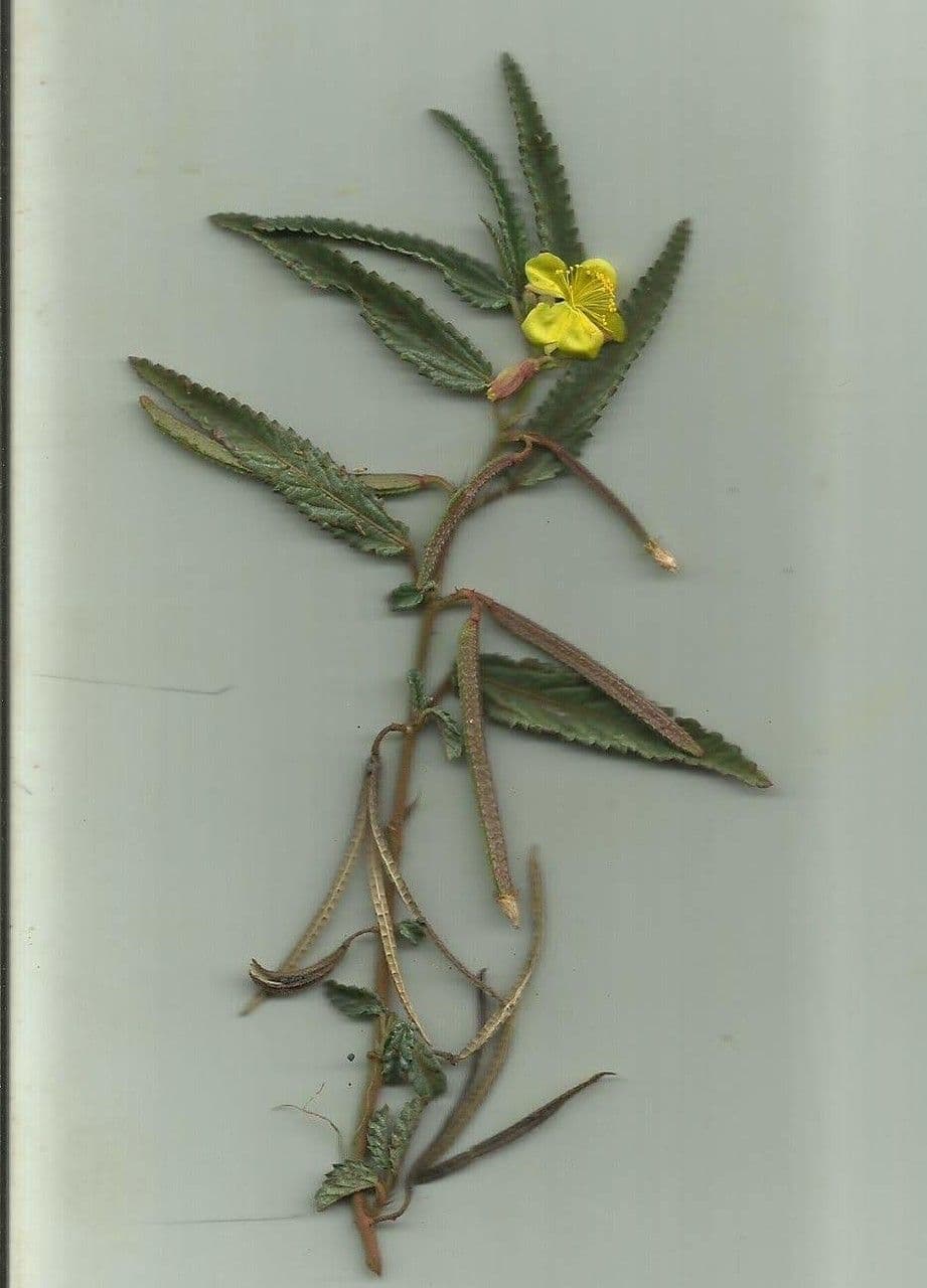 Corchorus trilocularis 19