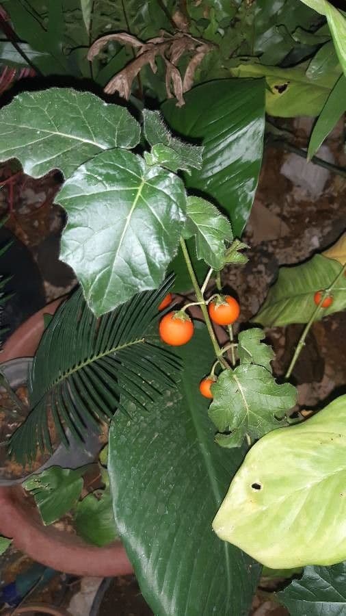 Solanum capsicoides 13