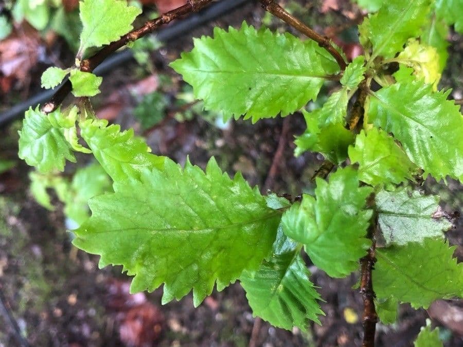 Jovellana 6